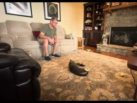 Seraphine and the feather wand