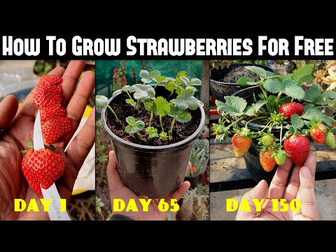 , title : 'How To Grow Strawberries From Seed | SEED TO HARVEST'
