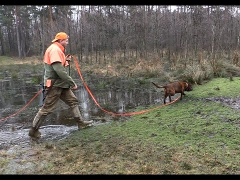NIMRÓD Percek - 26. KASZÓ KUPA - Országos Véreb Fővizsga - 2015.03.29-i adás