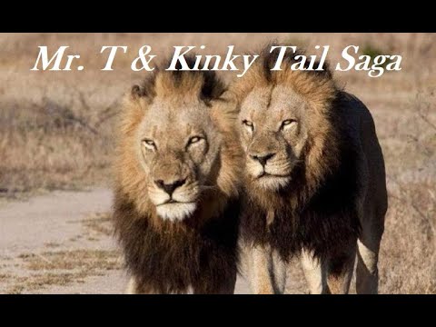 Mr.  T & Kinky Tails Saga