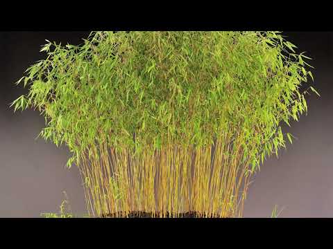 The Trophy 2021 - 'The fotostudio' and tree discussions by Danny Use