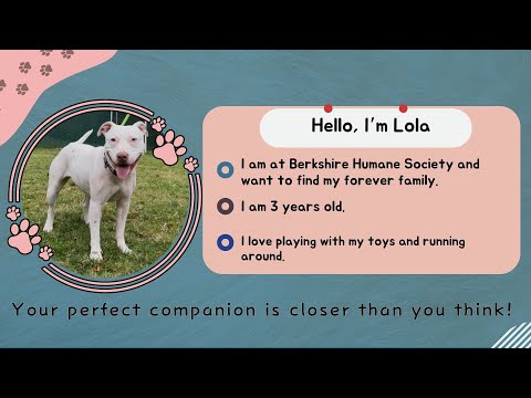 Companion Corner: Lola at Berkshire Humane Society - YouTube