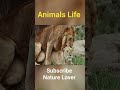 Animals Sex Animals Animalslife Animalsvideo