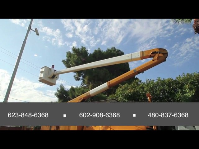 Murphy's A1 Tree Service