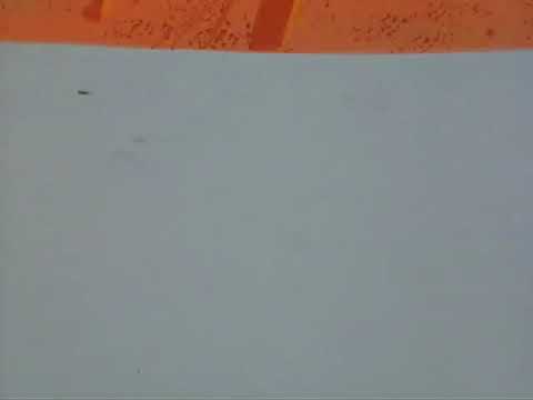 Coyote and the road runner the wild chase