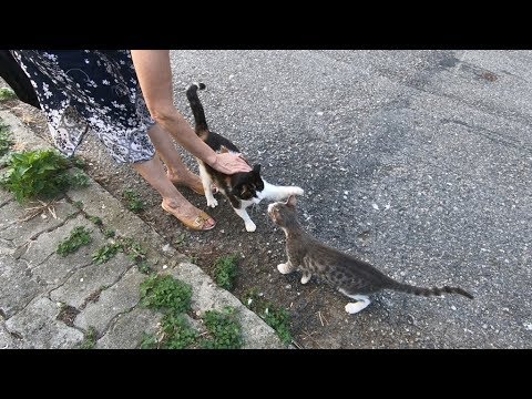 Jealous cat doesn't let other cats to come near me - YouTube
