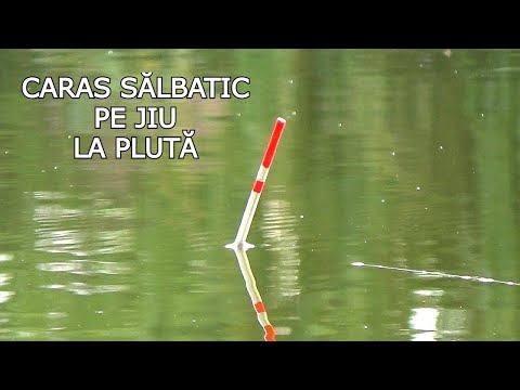 Pescuit IARNA La CARAS SĂLBATIC La PLUTA Pe JIU CU Mămăligă - Decembrie 2022