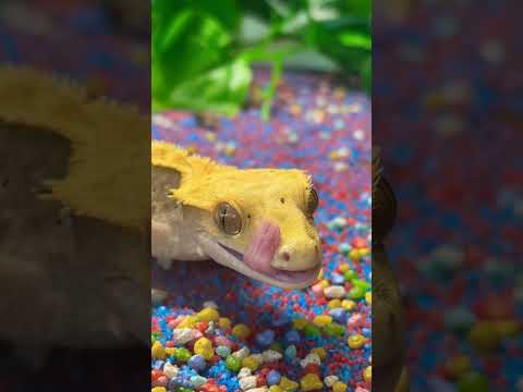 #crestedgecko #jaster