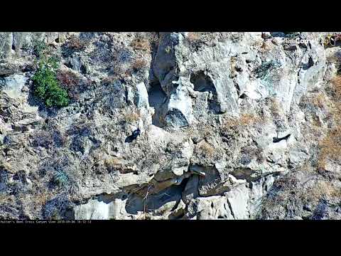 Hutton's Bowl Condor Chick #923 Goes Rock Climbing – Sept. 6, 2018