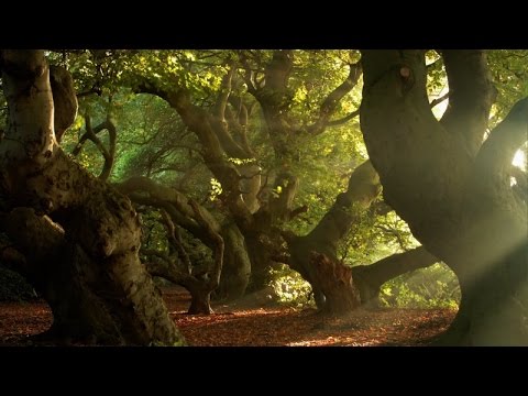 A 5-yr time-lapse work to capture the extinction of a rare tree species