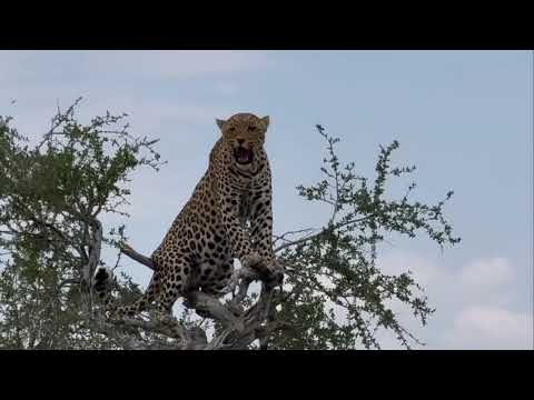 HOOG IN DIE TAKKE En katjie van die baan! Rohl's Tours & Safaris cc het dié luiperd by Eldorado