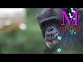 M Is For Monkey Meerkat And Mouse