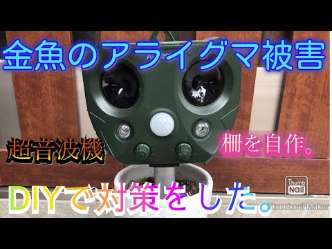 アライグマを追い払う 自然と動物