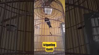 Download lagu srigunting kantil #kicaumania #burungkicaudialamliar #burung #thebirdsonggroup mp3 Download lagu srigunting kantil #kicaumania #burungkicaudialamliar #burung #thebirdsonggroup mp3