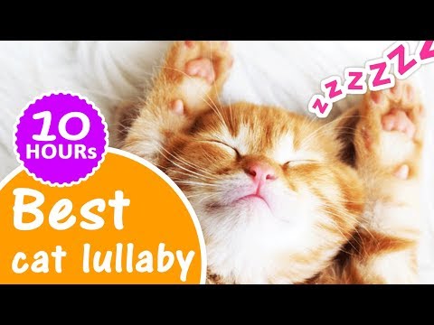 Cat lullabies 10 Hours ★ How to sleep a cat with a lullaby music