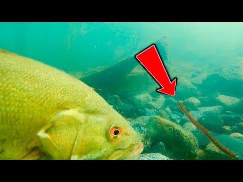 Watch How To Catch Bass With Plastic Worms! ** Amazing Underwater Footage  ** Video on