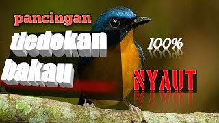 Download lagu PANCING TLEDEKAN BAKAU AGAR BUNYI| 5 detik langsung nyaut,BUKTIKAN!!! mp3 Download lagu PANCING TLEDEKAN BAKAU AGAR BUNYI| 5 detik langsung nyaut,BUKTIKAN!!! mp3