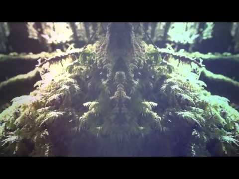Gone to the Grave - Pacific Gold
