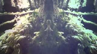 Pacific Gold - Gone to the Grave (Official Lyric Video)