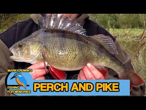Perch and Chub fishing - Catching Pike & Perch (Video 71)