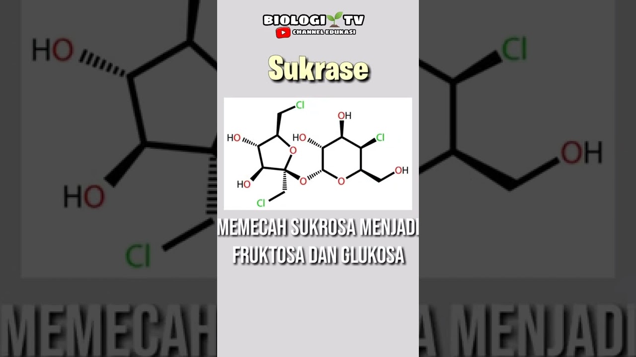 Fungsi Enzim Sukrase
