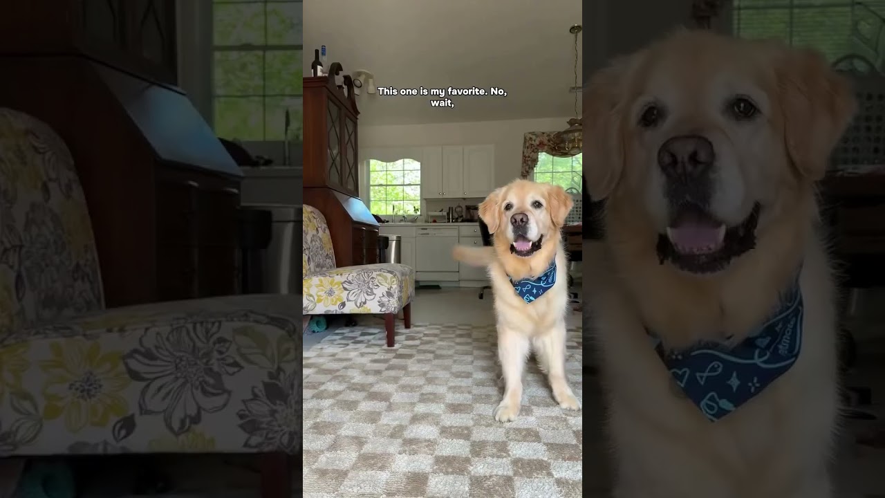 BIG NEWS 🐾✨ Forest is officially a petmatepetproducts All-Paws All-Stars Ambassador and he’s taking