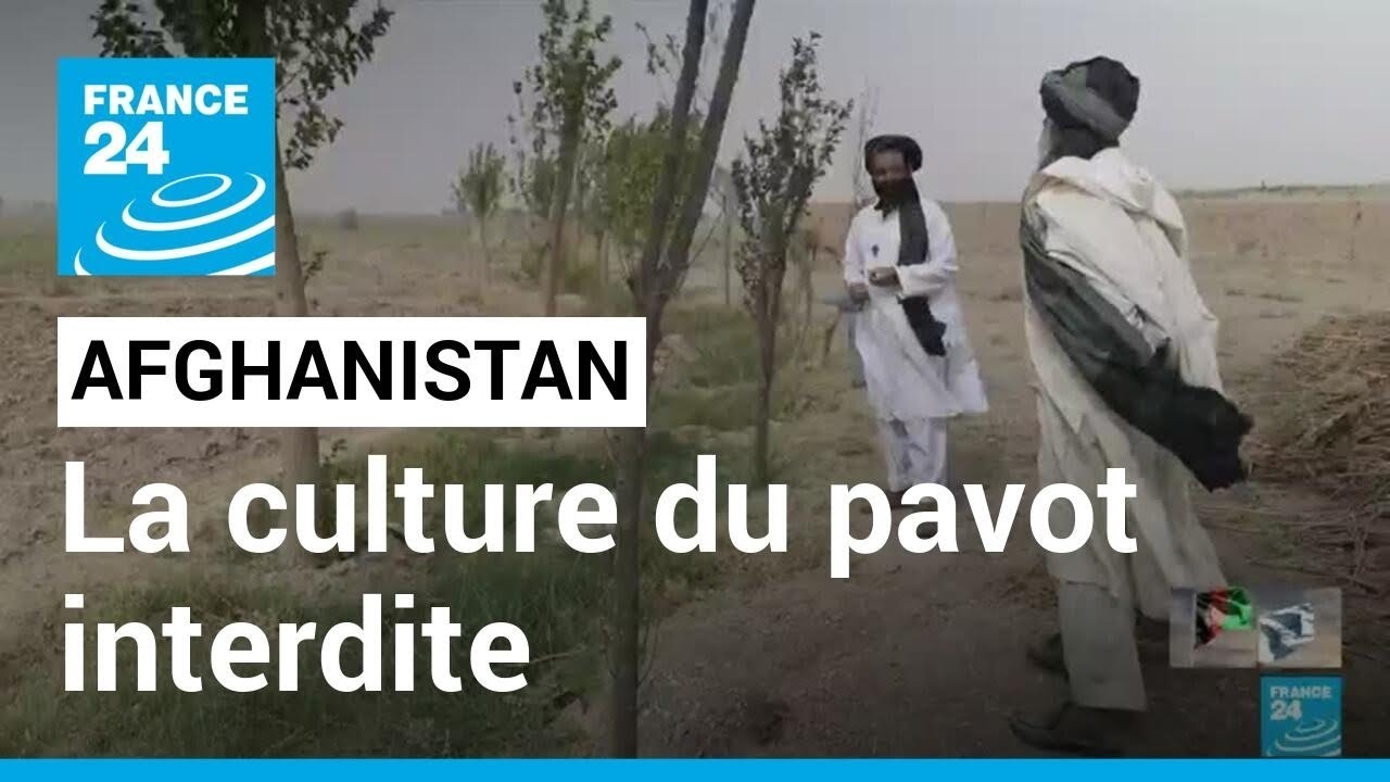 Culture du pavot interdite en Afghanistan :  quelles conséquences ? • FRANCE 24
