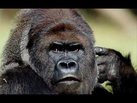 T.Shaun ft Yung Neno, CG & DJ Skee - UGA UGA