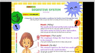 Topic 7 - Digestive System - Phonics 3A