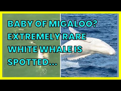 BABY OF MIGALOO? EXTREMELY RARE WHITE WHALE IS SPOTTED JUST 500M OFF THE COAST OF...