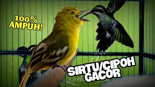 Download lagu Dalam sekejap Sirtu jenis apapun pasti langsung gacor Seketika,dengar teriakan keras sirtu ini. mp3