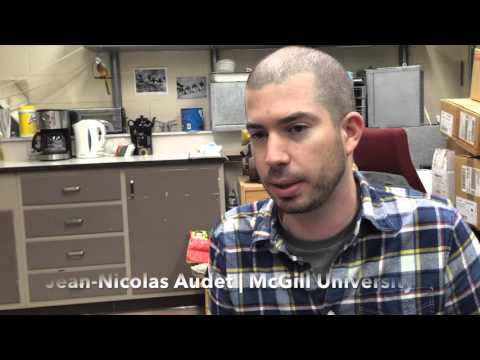 City birds vs country birds