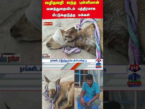 Deer | Forest Department