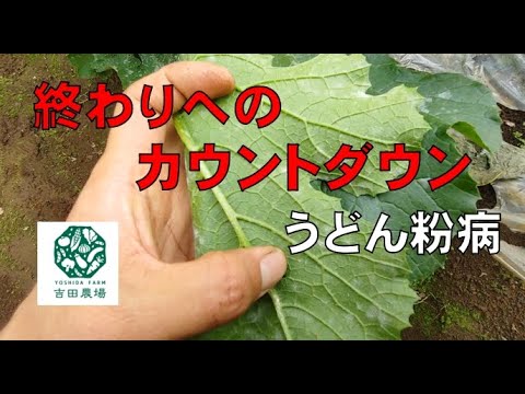 ズッキーニに牛乳は良いのでしょうか？うどんこ病も治りますか？  庭園