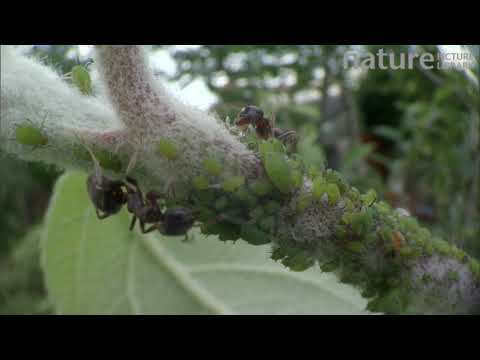 Black garden ant milking aphids for honeydew