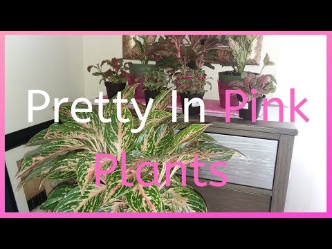 download lagu mp3 mp4 House Plant With Pink Flowers, download lagu House Plant With Pink Flowers gratis, unduh video klip House Plant With Pink Flowers