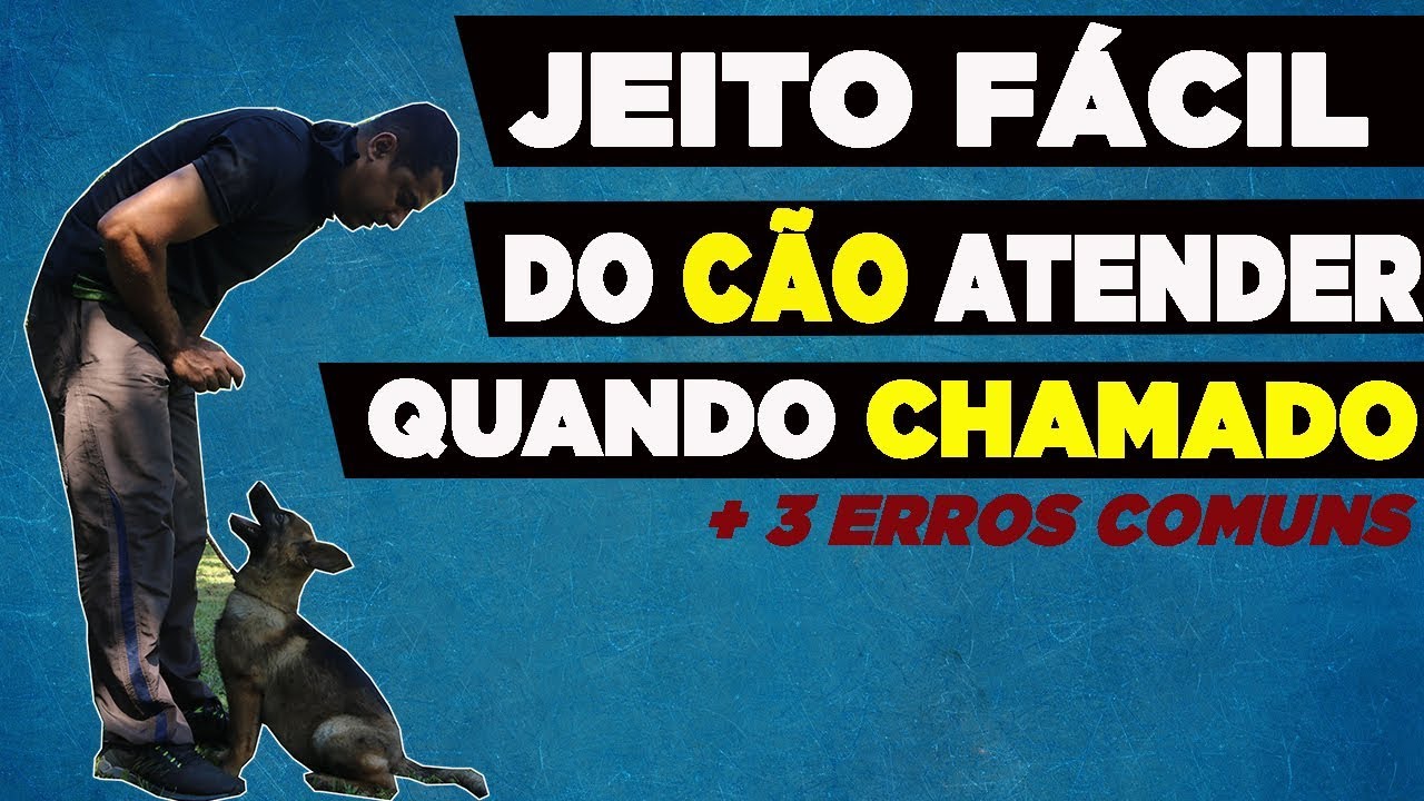 CÃO ATENDENDO CHAMADO FÁCIL SEM ESTRESSE