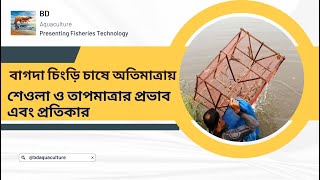 বাগদা চিংড়ি চাষে শেওলা এবং তাপমাত্রার ক্ষতিকারক প্রভাব এবং উত্তোরণের উপায়