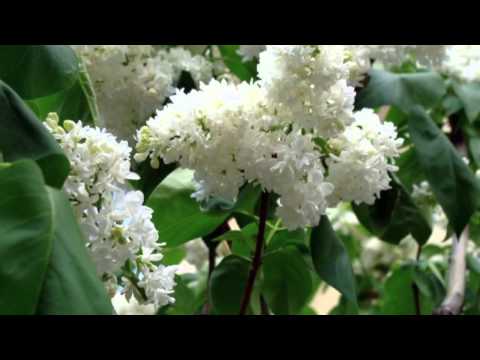 Andrzej Rosiewicz - Pytasz mnie