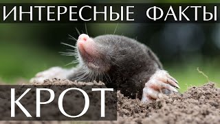 Интересные факты о Кротах.