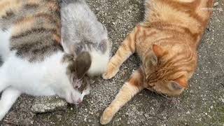 Quiet Cat Reveals Her Sweetest Meow