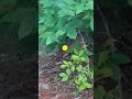 Foxes Playing In Backyard Barney AR