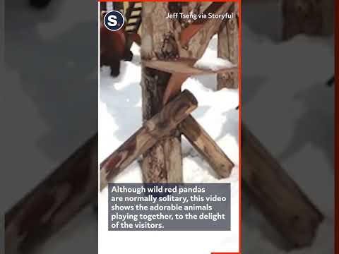 Red Pandas Love Playing in the Snow