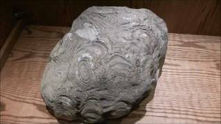 preview picture of video 'Condoonphycus, Structured Stromatolite, Wyoming Dinosaur Museum, Thermopolis, Wyoming'