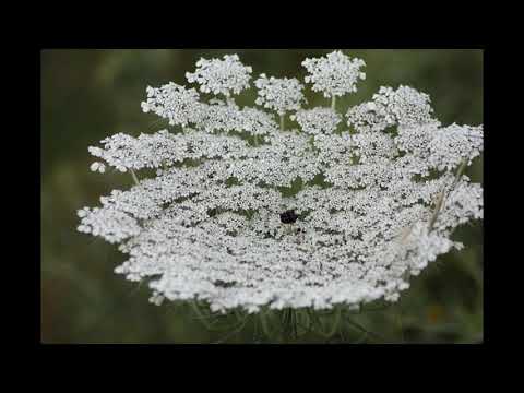 Flowers of Andalucia II