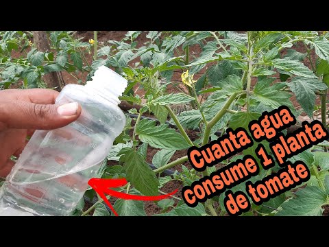 , title : 'Cuando y cuanta AGUA debo aplicar al cultivo de TOMATE en invernadero/riego por goteo'