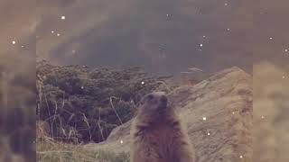 Oh Mo Dhuthaich - Capercaillie