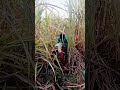 Shorts Shortvideo Youtubeshorts Bhavesh Yah Sab Ke Samne Jara Sabar Karo Xvideos