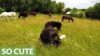 Clydesdale's emotional response to running free in meadow