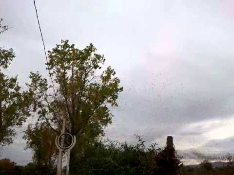 Vrancea Media TV Milioane de grauri la Jaristea 18 10 2013 I